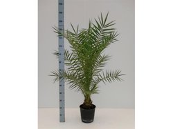 Финик Канарский D21 H100